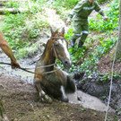 07072016_Tierrettung Wartmannstetten _13_.jpg