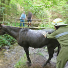 07072016_Tierrettung Wartmannstetten _14_.jpg