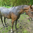 07072016_Tierrettung Wartmannstetten _19_.jpg