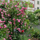 IMG_8688.JPG