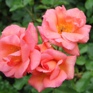 IMG_8710.JPG