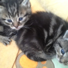 Katzenbabies