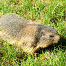 KOE_Fruehschoppen im Wildpark 40.jpg