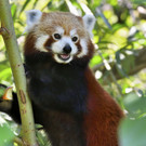 Rote Pandas im Tiergarten Schönbrunn: Weibchen Mahalia und Männchen Mike