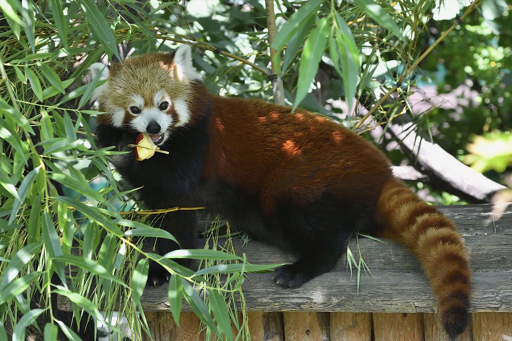 PA_Pandaschutz3.jpg