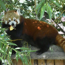 PA_Pandaschutz3.jpg