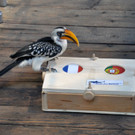 "Fliegende Banane" im Haus des Meeres: Das ist Besucherliebling Toko