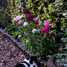 Kater Rocky