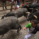 Das waren die Sanfermines in Spanien