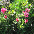 wundersch__ne natur.jpg