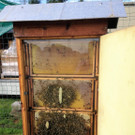 Bienenmarkt Altach