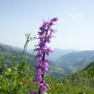 Kuckucks-Knabenkraut-2-gk-.JPG