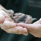 Bienenfresser im Tiergarten Schönbrunn: Küken und erwachsene Vögel