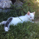 Katzen suchen Zuhause