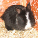 huebsche suesse zwerghasenbabys