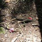 IMG_2842.JPG
