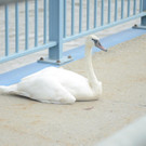 Schwan von Donaubrücke gerettet
