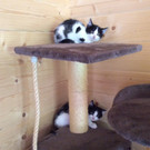 Katzen suchen Zuhause
