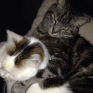 Vergesellschaftung von Hund und Katze: Jennifer, Kevin und Luna