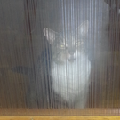 Angefahrener Kater gesucht