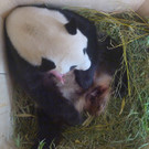 Panda-Nachwuchs im Tiergarten Schönbrunn: Yang Yang und ihr Baby