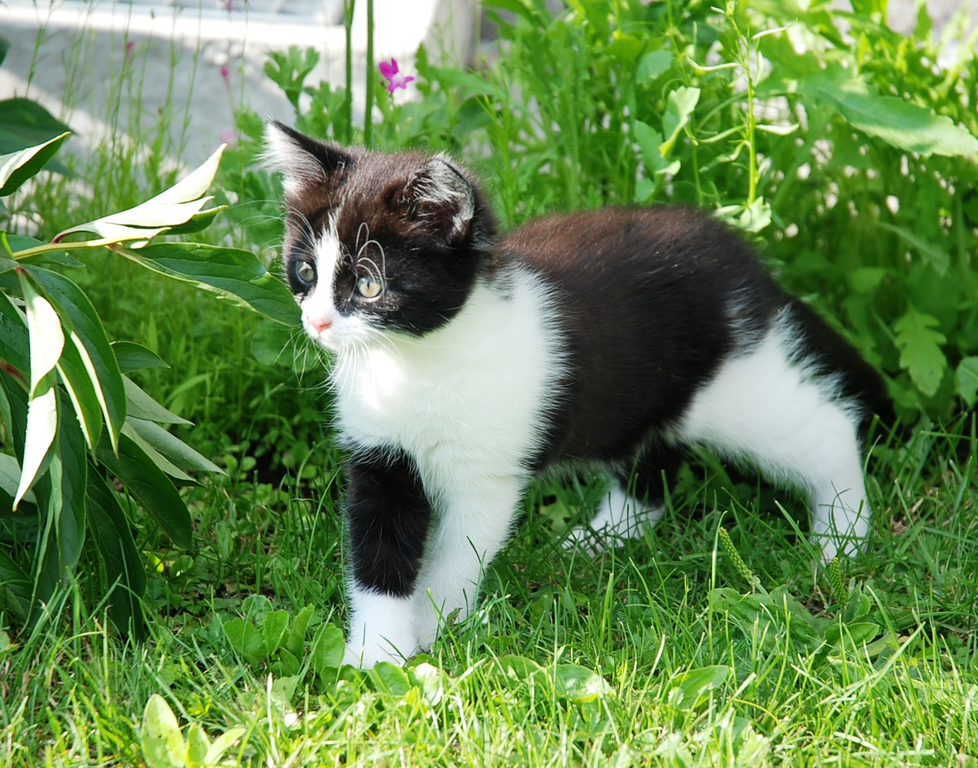 Katzen 039.jpg