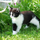 Katzenbabies