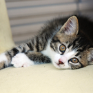 Katzen 043.jpg