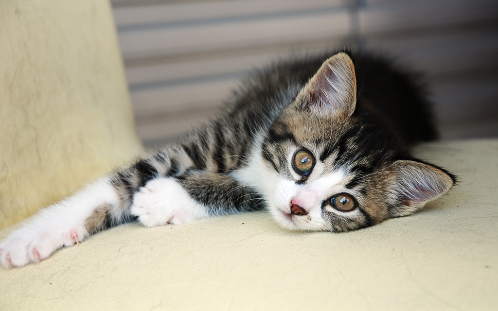 Katzen 043.jpg