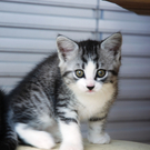 Katzen 010.jpg