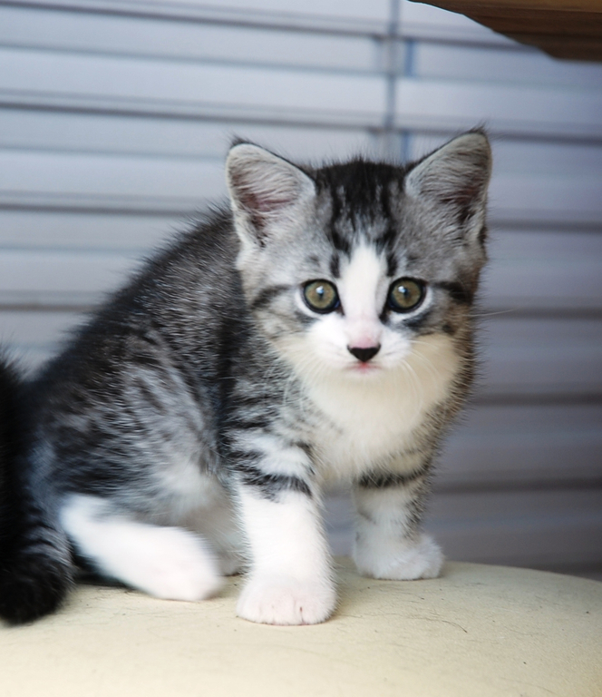 Katzen 010.jpg