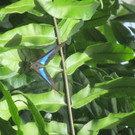 IMG_5987.JPG