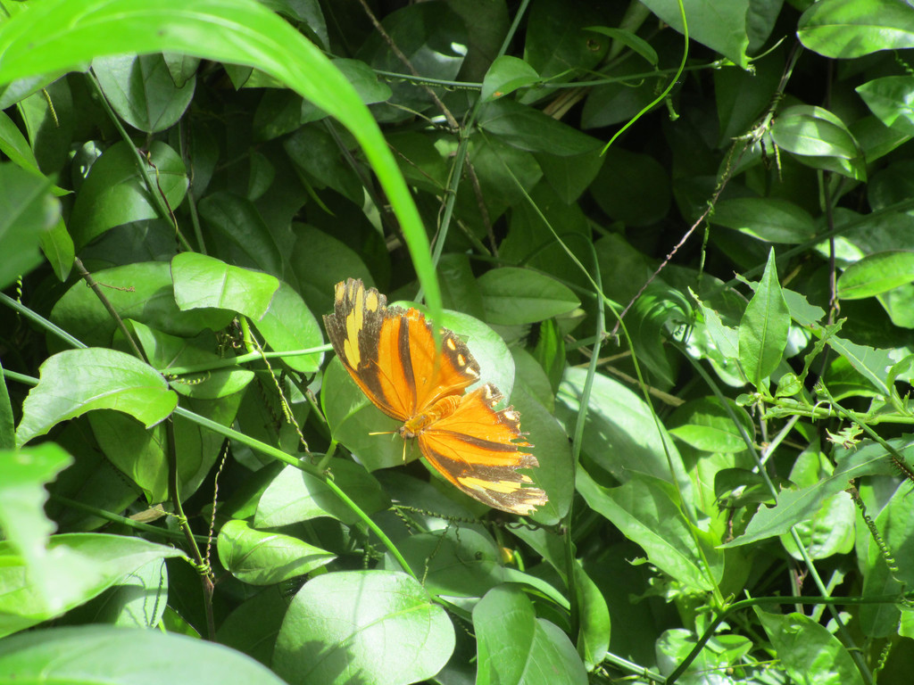 IMG_5943.JPG