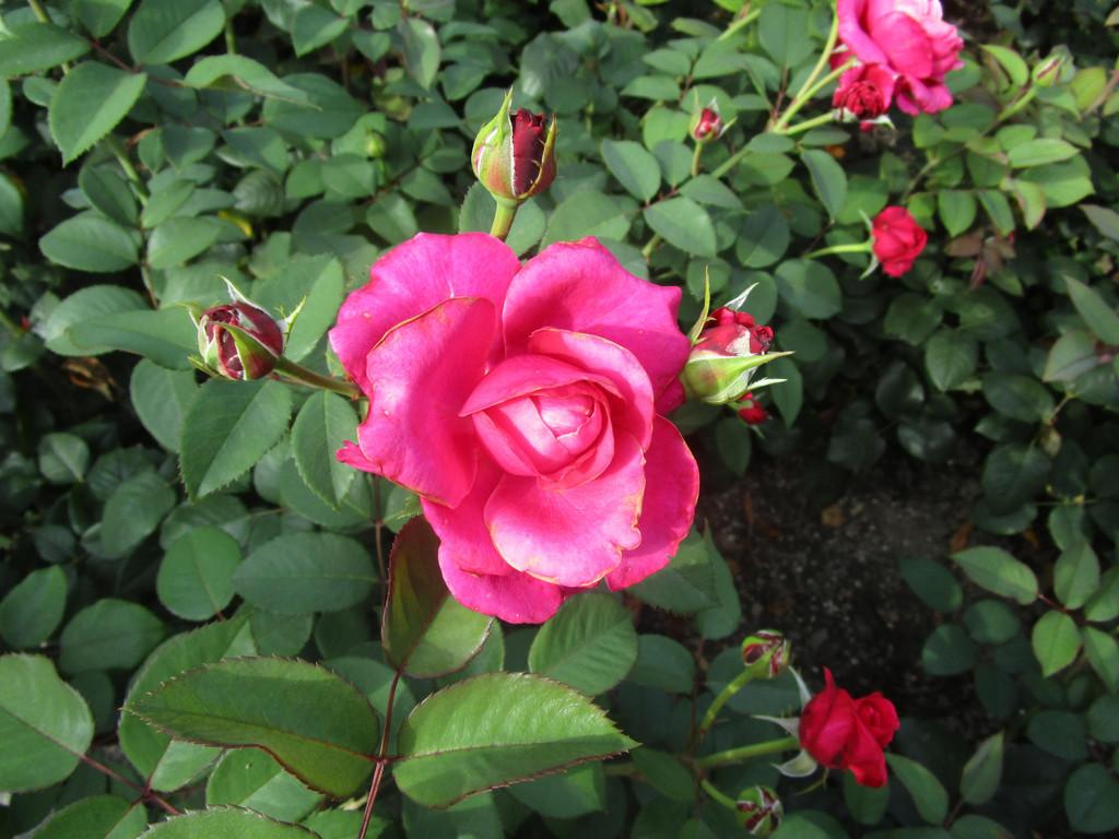 IMG_6035.JPG