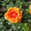IMG_6033.JPG