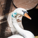 WTV_Schwan-3.jpg