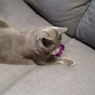 Kater Maxi und seine Mitbewohner