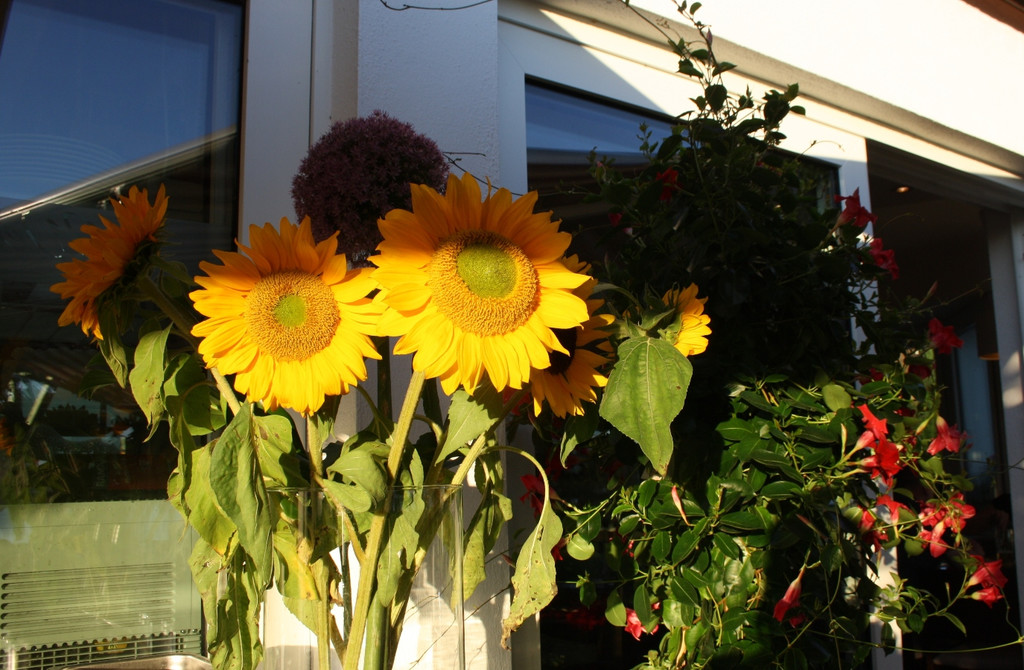 Wellenhof Neuer__ffnung Gastwirt P__LL 07-08-2016 _9_.JPG