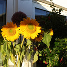 Wellenhof Neuer__ffnung Gastwirt P__LL 07-08-2016 _9_.JPG