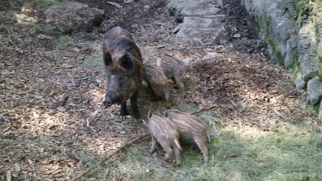 KOE_Tierpatenschaften Wildpark 11.jpg