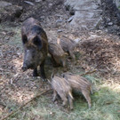 KOE_Tierpatenschaften Wildpark 11.jpg