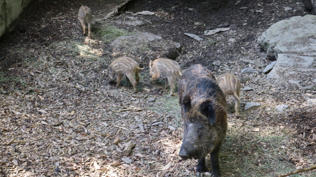 KOE_Tierpatenschaften Wildpark 12.jpg