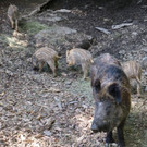 KOE_Tierpatenschaften Wildpark 12.jpg