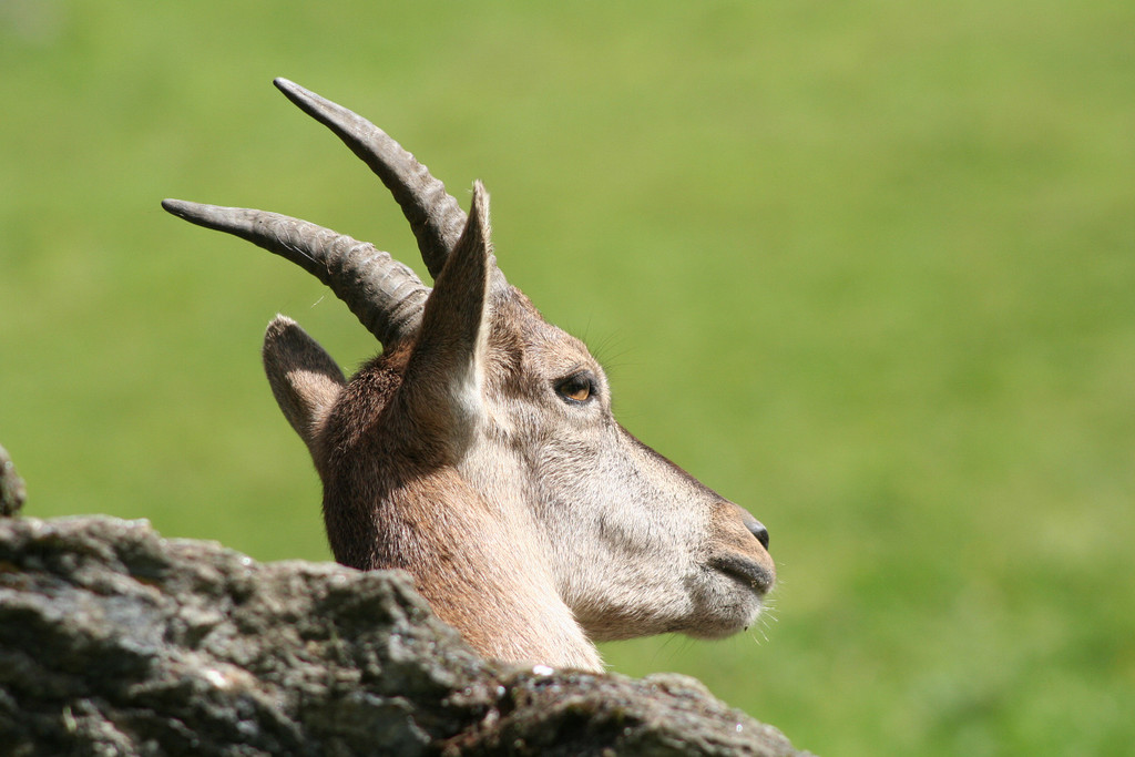 KOE_Tierpatenschaften Wildpark 16.jpg