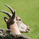 KOE_Tierpatenschaften Wildpark 16.jpg