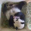 Überraschung im Tiergarten: Panda-Zwillinge geboren