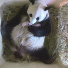 Pandazwillinge1.jpg