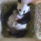 Pandazwillinge3.jpg