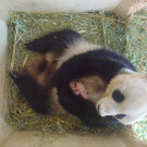 Pandazwillinge4.jpg