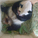 Pandazwillinge6.jpg